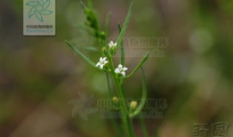 九草视频在线,探索自然之美，感受生命力量